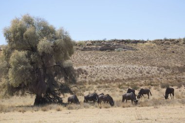 Siyah antilop ya da beyaz kuyruklu gnu, Connochaetes Gnou, açık ovalarda yürüyor.