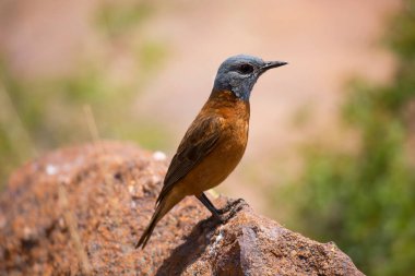 Güzel bir kuşun yakın çekimi.