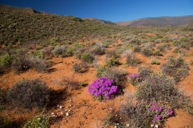 Arkasında dağlar olan güzel bir manzara.