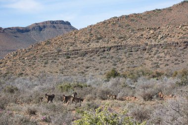 Çöldeki vahşi maymun sürüsü.