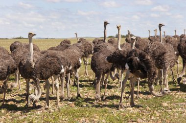 Bir grup genç devekuşu, Struth Camelus açık düzlüklerde birlikte yürüyorlar.