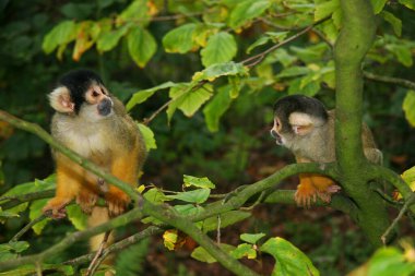 Genç bir maymun ağaç dalında oturuyor.