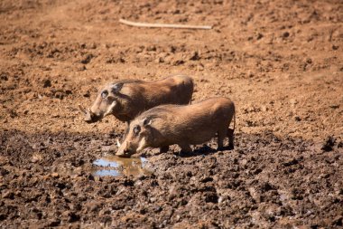 Yaygın yaban domuzu, Phacochoerus africanus