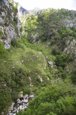 Yeşil ağaçları ve mavi gökyüzü olan dağ manzarası