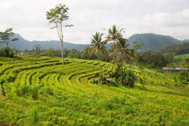 Çeltik tarlaları ya da pirinç bitkilerinin yetiştiği Sawa arazisi