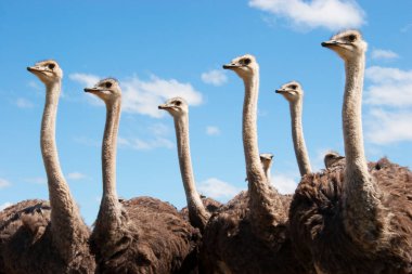 Bir grup genç devekuşu, Struth Camelus açık düzlüklerde birlikte yürüyorlar.
