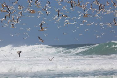 Thalasseus bergii, kıyı şeridine yakın okyanusun üzerinde uçan daha büyük bir ibikli ya da çevik deniz kestanesi sürüsüdür.