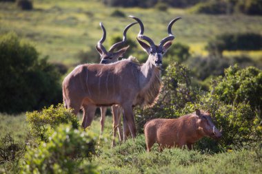 Savanadaki vahşi antilop manzarası  