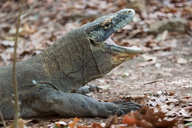 Komodo ejderhasının doğal ortamdaki yakın çekimi.