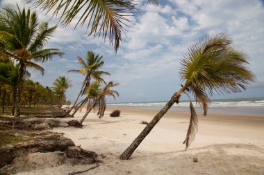 Palmiye ağaçları olan güzel tropikal plaj