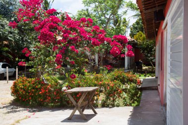 Güzel çiçekler, botanik çekimler