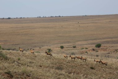 Savanadaki vahşi antilop manzarası  