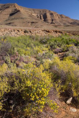 Arkasında dağlar olan güzel bir manzara.