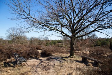 Güzel mor sümbül çiçekleri tarlada