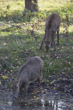 Ormandaki kahverengi kuyruklu geyiklerin yakın plan çekimi.