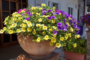 Tencerelerde güzel renkli çiçekler