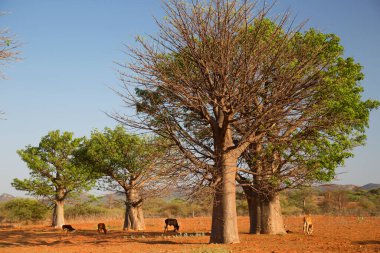 Genç bir Afrika savanının ve hayvanların güzel bir fotoğrafı.