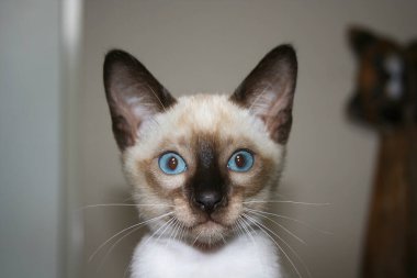 Kameraya bakan sevimli bir kedi yavrusunun portresi