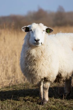Koyun ayakta çayırda