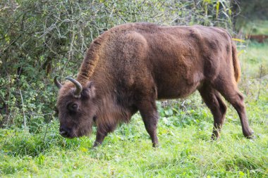 Bilge ya da Avrupalı bizon, bizon bonasus yeşil bir çayırda orman kenarında yürüyor.
