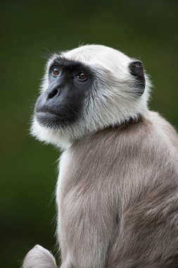 Beyaz kuyruklu bir makağı kapatın.