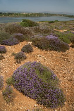 Tarladaki güzel çiçekler