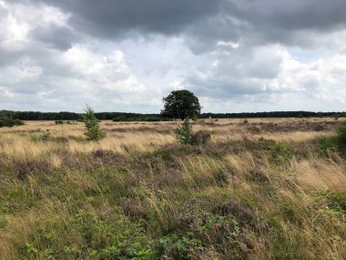 Çimen tarlası ve bulutlu gökyüzü olan güzel bir manzara.
