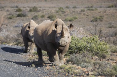 Kara gergedan, Diceros bicornis, Karoo çölü vadisinde alçak çalılıklarda yürüyor.