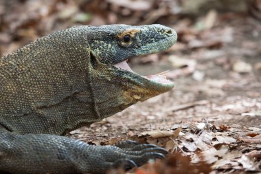 Komodo ejderhasının doğal ortamdaki yakın çekimi.