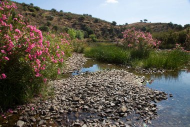 Akdeniz bölgesindeki zakkum ağaçları