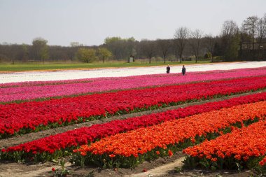 Renkli lalelerle dolu geniş çiçek tarlaları
