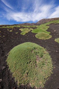Etna Dağı 'nın krater kenarı lav tarlaları ve dik yamaçlar. Çakıl taşlarıyla kaplı. Güçlü öncü bitkiler tarafından büyütülmüş.