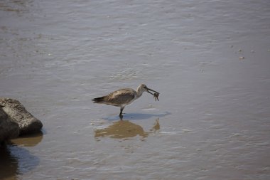 Doğal ortamdaki bir tropikal kuşun görüntüsü