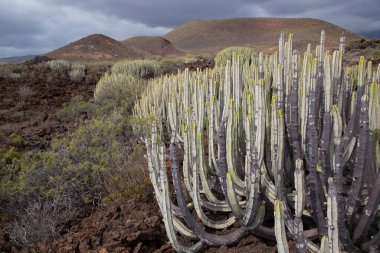 Kaktüs bitkileriyle volkanik vadi manzarası