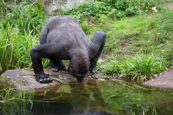 Siyah bir gorilin yakın plan fotoğrafı.