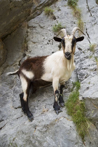 Jonge Geit Bergen — Stockfoto