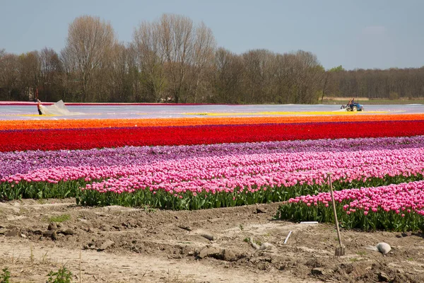 Ekstensywne Pole Kwiatów Rzędami Kolorowych Tulipanów — Zdjęcie stockowe