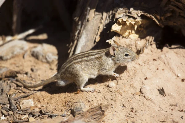 Vierstreifige Grasmaus Oder Ratte Rhabdomys Pumilio Auf Nahrungssuche Auf Dem — Stockfoto