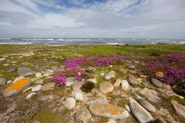 Kayalık kıyı şeridi ve okyanus manzarası 