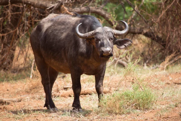 Grosso Bufalo Nero Nella Savana Kenya — Foto Stock