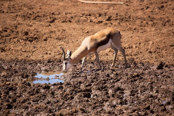 Springfield, Antidorcas Marsupialis, çölün kuru otlaklarında yürüyor ve otluyor.