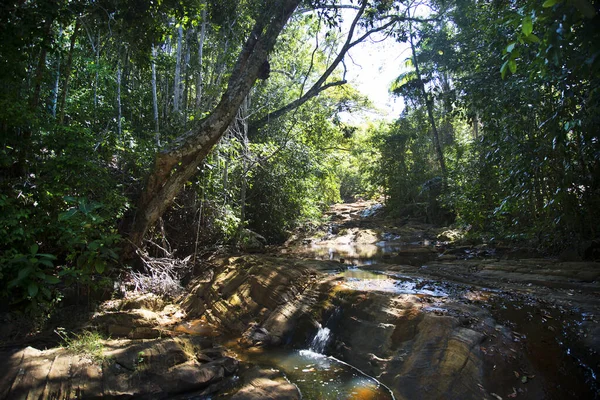 Ormanda güzel bir şelale