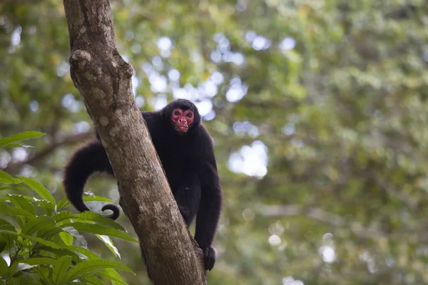 Macaco Selva Habitat Natural — Fotografia de Stock