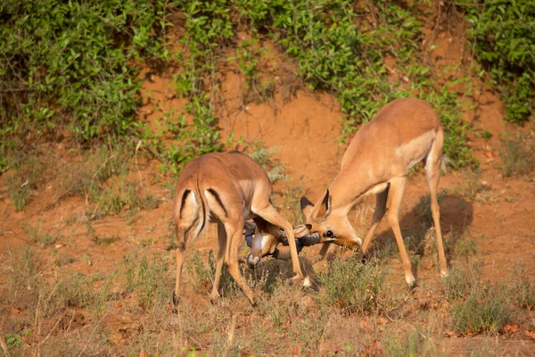 Group Wild Antelope Savannah — Stock Photo, Image