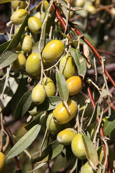 Dal üzerinde yeşil ve siyah zeytin