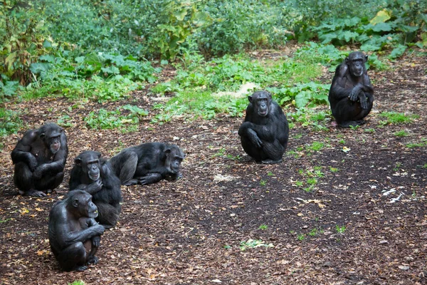 一般的なチンパンジーパントログロダイト — ストック写真