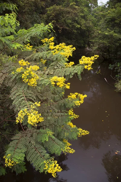 Bahçedeki güzel çiçekler
