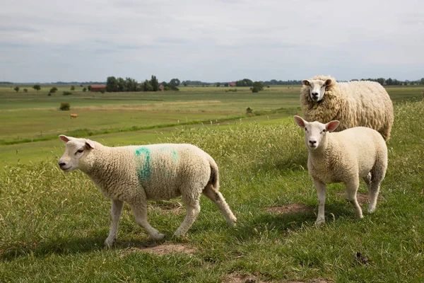 Schafherde Weidet Der Nähe Des Hofes — Stockfoto