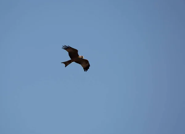 一只美丽的鸟儿在天空中飞翔 — 图库照片