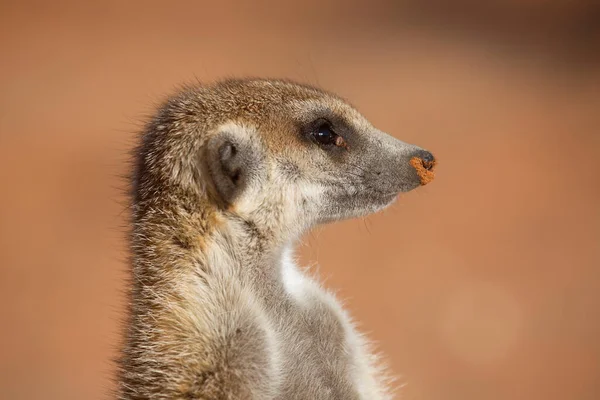 Family Mob Meerkat Suricate Suricata Suricatta Watch Red Sand Kalahari — Stock Photo, Image